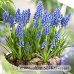 ﾑｽｶﾘ　ｱﾙﾒﾆｱｶﾑ